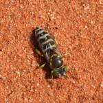 Sand Wasp (genus Bembix), Owen Springs Reserve, NT © Dorothy Latimer