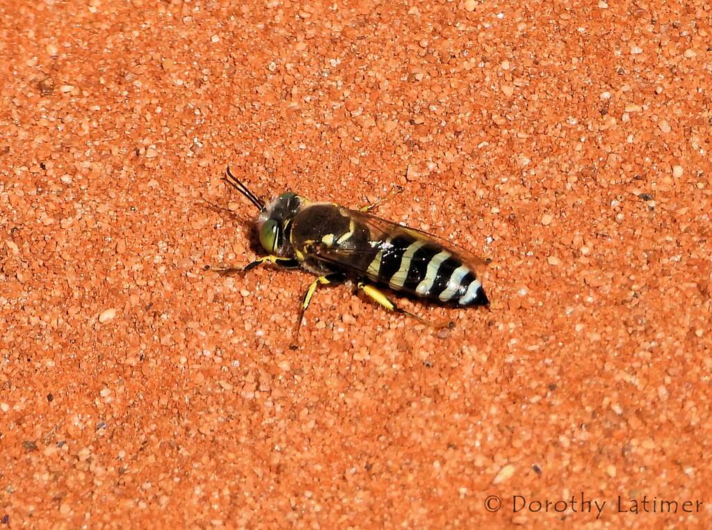 Sand Wasp (genus Bembix), Owen Springs Reserve, NT © Dorothy Latimer