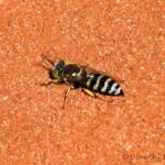 Sand Wasp (genus Bembix), Owen Springs Reserve, NT © Dorothy Latimer