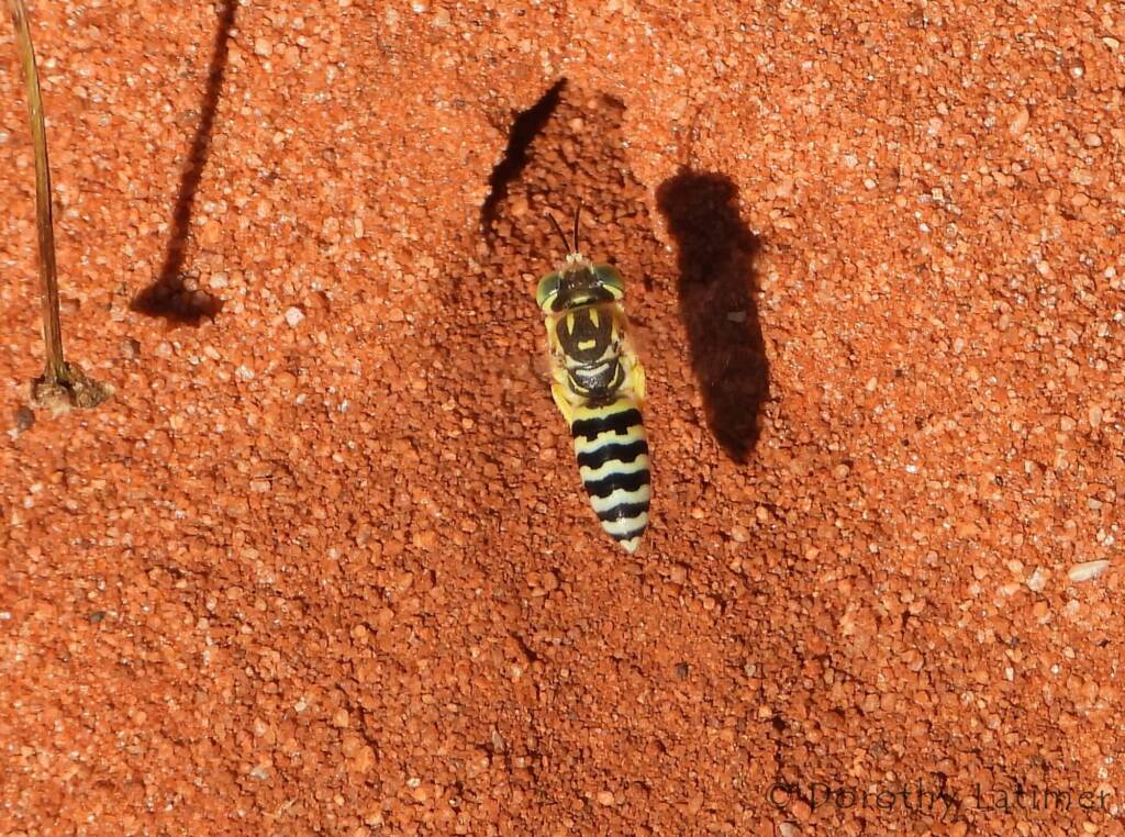 Sand Wasp (genus Bembix), Owen Springs Reserve, NT © Dorothy Latimer