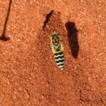 Sand Wasp (genus Bembix), Owen Springs Reserve, NT © Dorothy Latimer