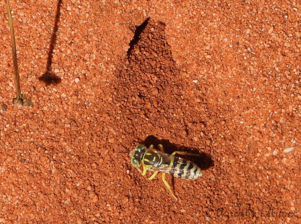 Sand Wasp (genus Bembix), Owen Springs Reserve, NT © Dorothy Latimer
