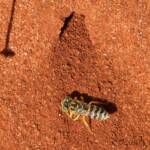 Sand Wasp (genus Bembix), Owen Springs Reserve, NT © Dorothy Latimer