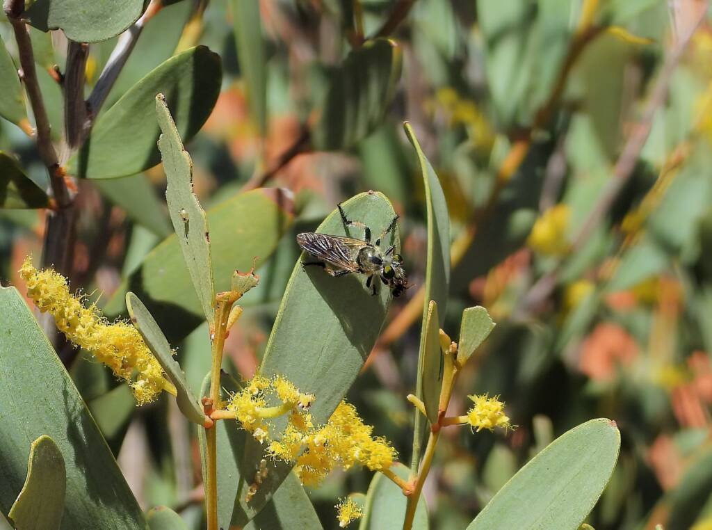 Thynnid Wasp (family Thynnidae), Redbank Waterhole, Owen Springs Reserve © Dorothy Latimer