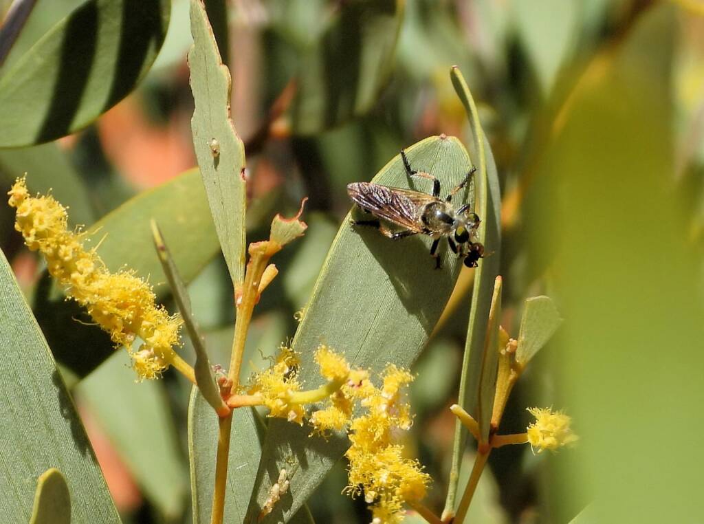 Thynnid Wasp (family Thynnidae), Redbank Waterhole, Owen Springs Reserve © Dorothy Latimer