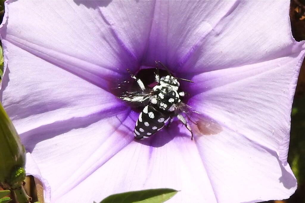 Waroona Cuckoo Bee (Thyreus waroonensis) © Gary Taylor