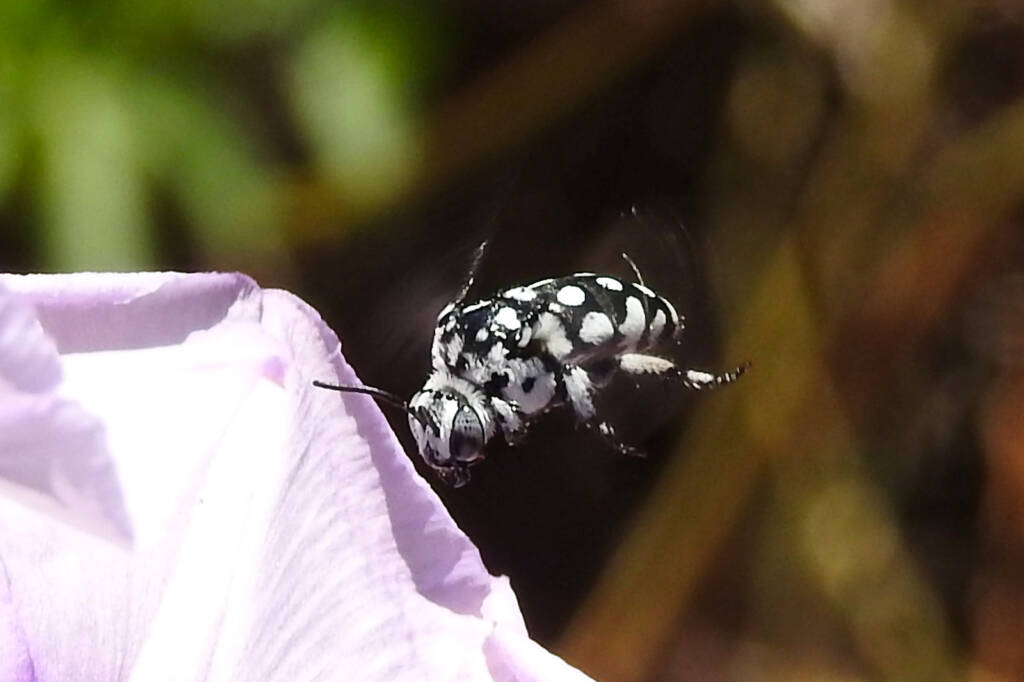 Waroona Cuckoo Bee (Thyreus waroonensis) in flight © Gary Taylor