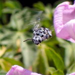 Waroona Cuckoo Bee (Thyreus waroonensis) in flight © Gary Taylor
