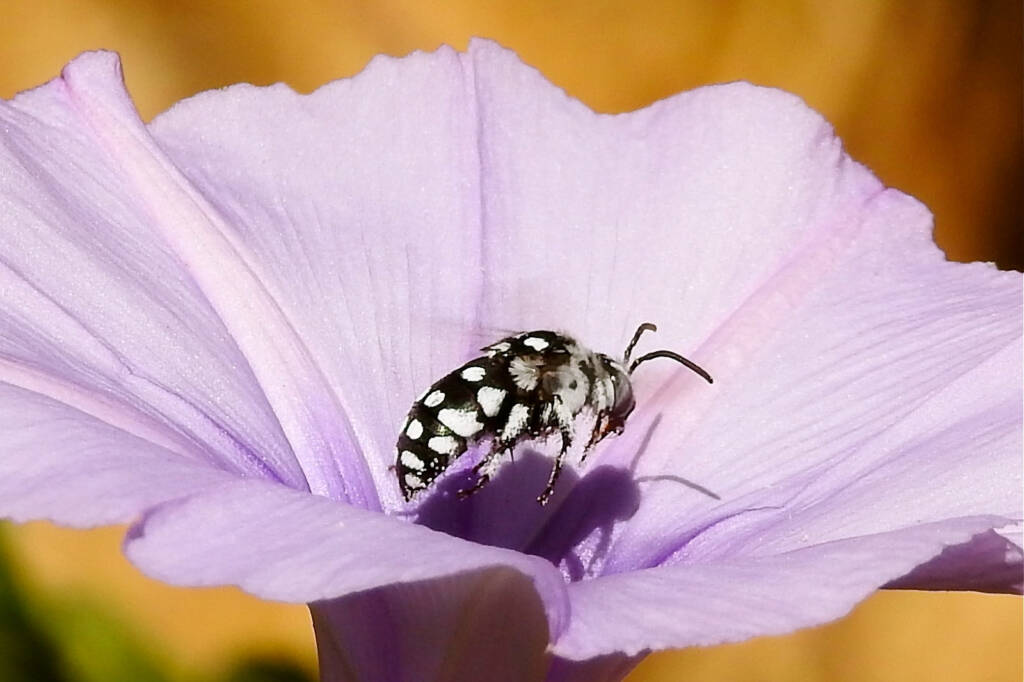 Waroona Cuckoo Bee (Thyreus waroonensis) in flight © Gary Taylor