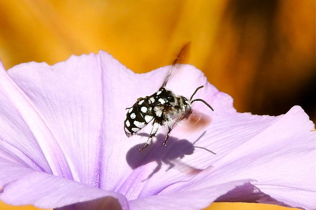 Waroona Cuckoo Bee (Thyreus waroonensis) in flight © Gary Taylor