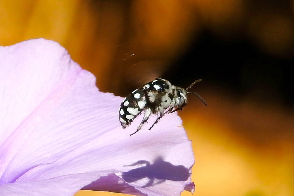 Waroona Cuckoo Bee (Thyreus waroonensis) in flight © Gary Taylor
