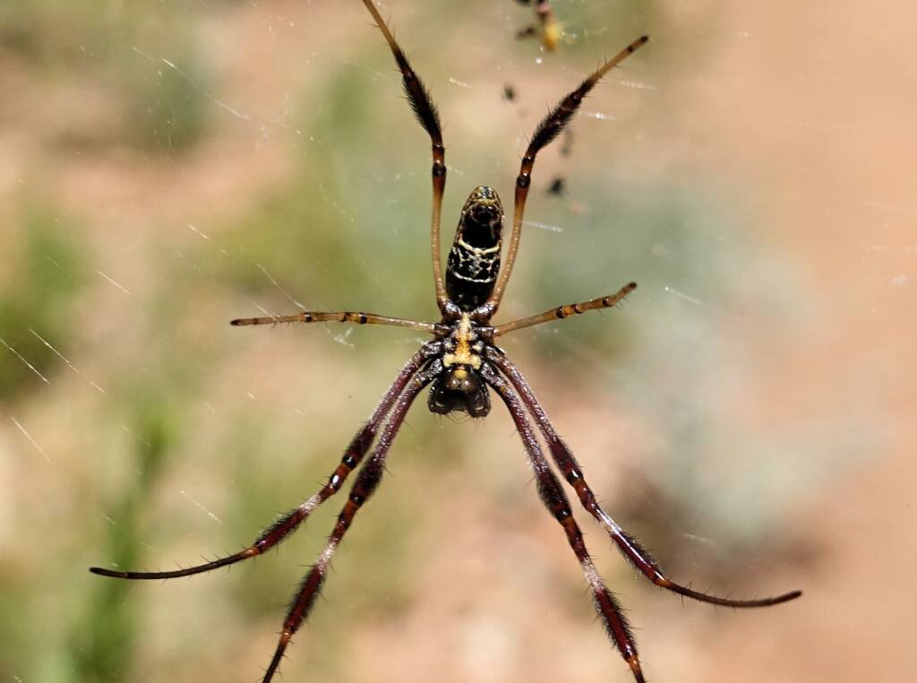 Female Australian Golden Orb Weaver Spider (Trichonephila edulis), Alice Springs Desert Park, NT