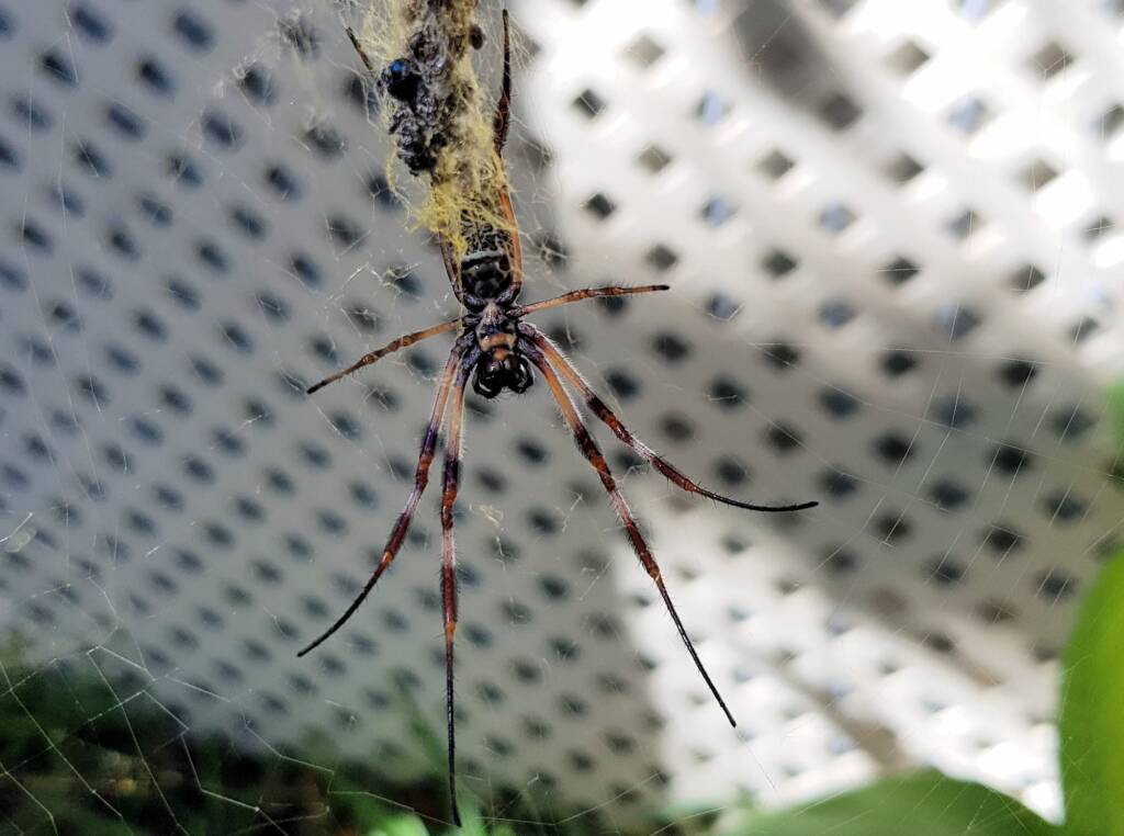 Australian Golden Orb Weaver Spider (Trichonephila edulis)