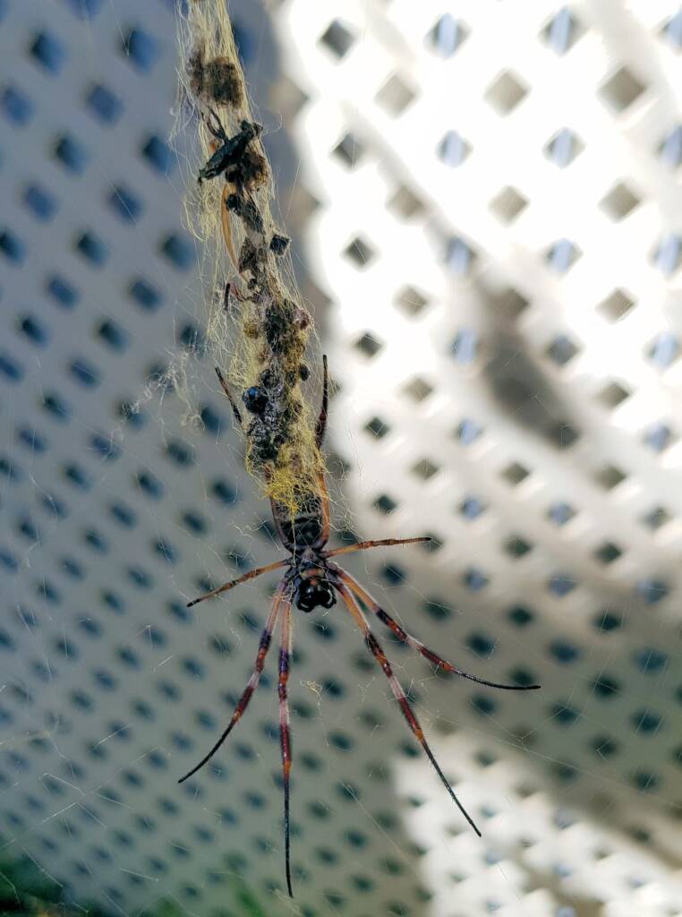 Australian Golden Orb Weaver Spider (Trichonephila edulis)