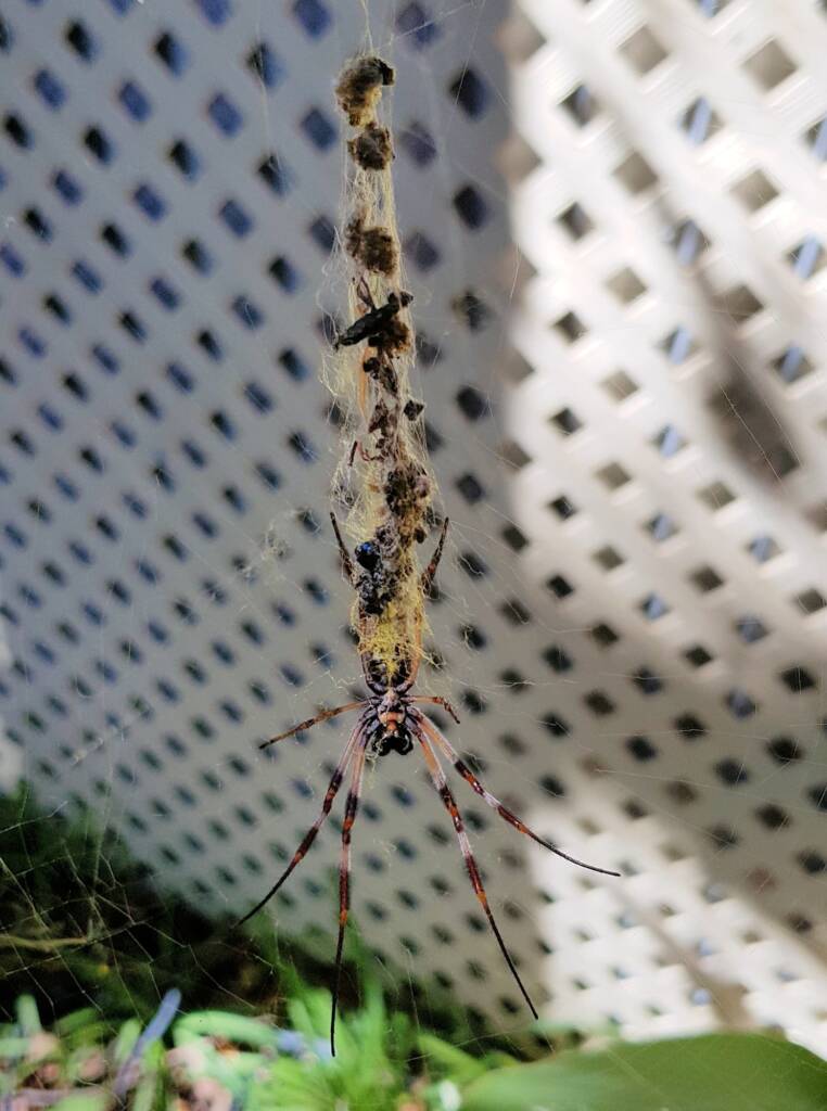 Australian Golden Orb Weaver Spider (Trichonephila edulis)