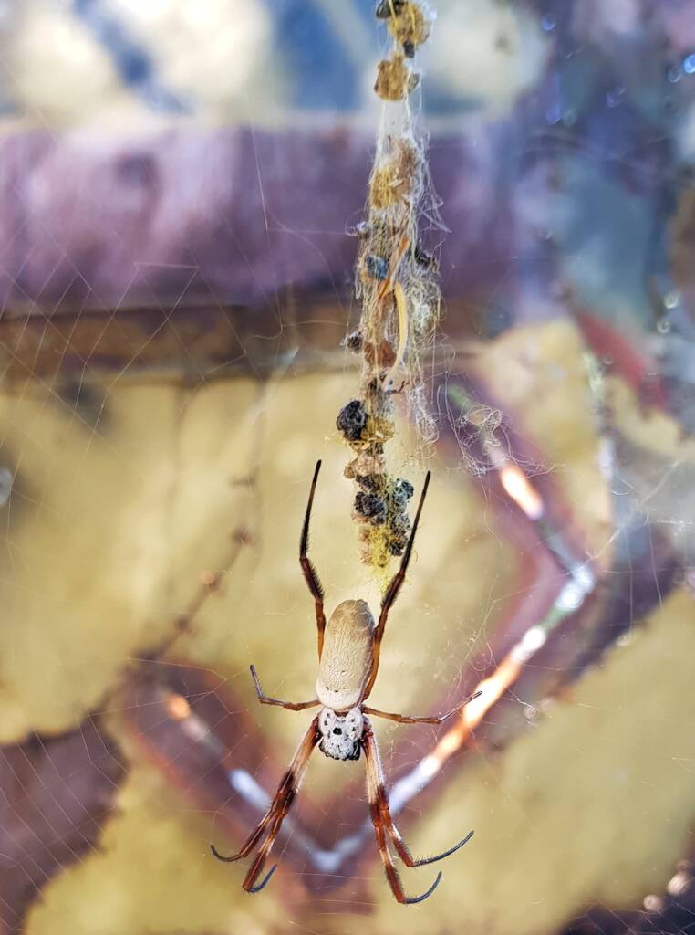 Australian Golden Orb Weaver Spider (Trichonephila edulis)