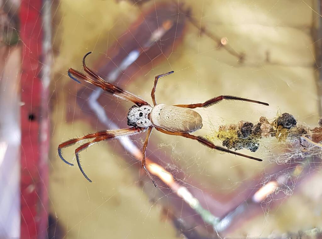 Australian Golden Orb Weaver Spider (Trichonephila edulis)
