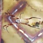 Australian Golden Orb Weaver Spider (Trichonephila edulis)