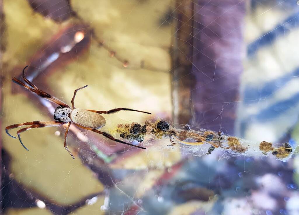 Australian Golden Orb Weaver Spider (Trichonephila edulis)