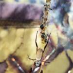 Australian Golden Orb Weaver Spider (Trichonephila edulis)