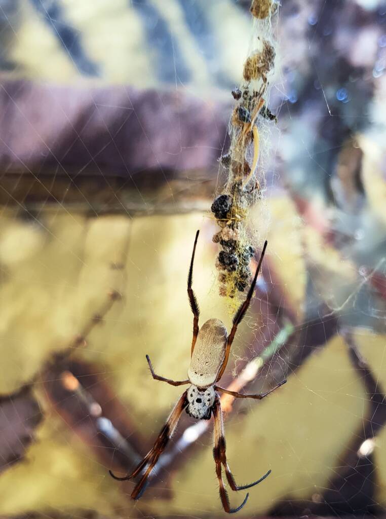 Australian Golden Orb Weaver Spider (Trichonephila edulis)