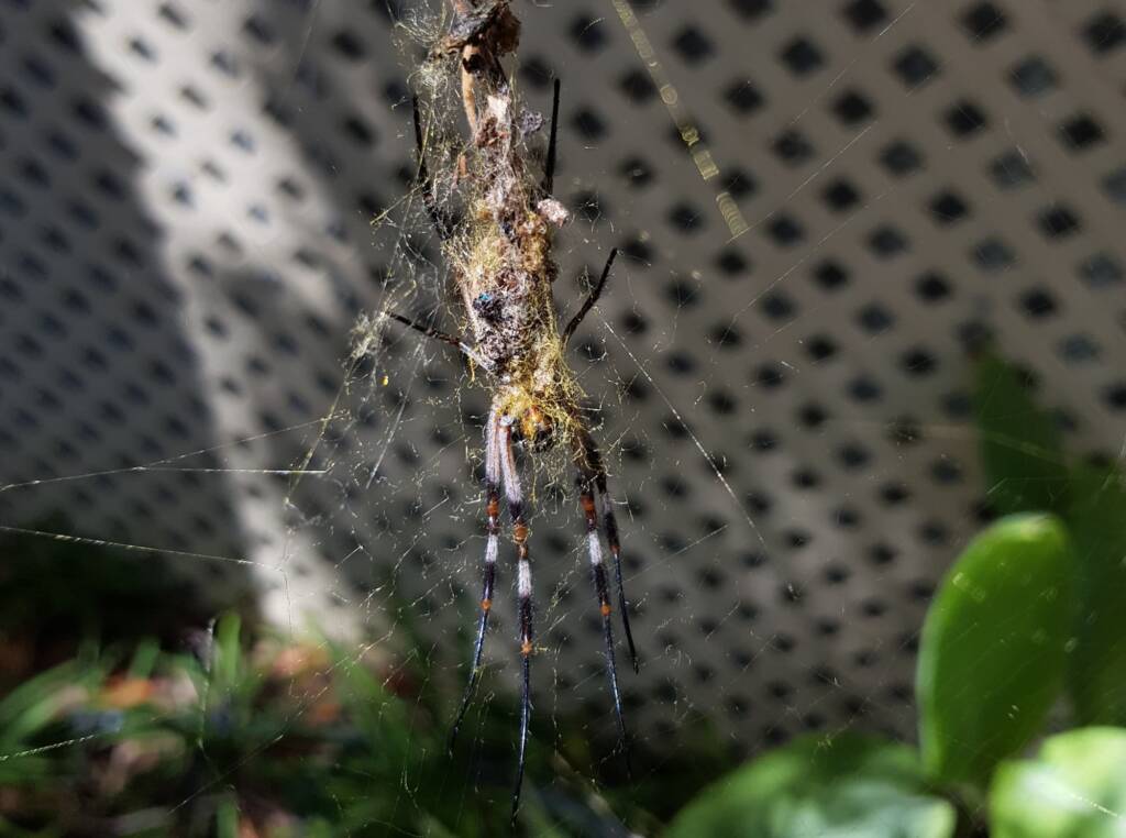 Australian Golden Orb Weaver Spider (Trichonephila edulis)