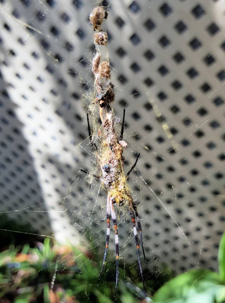 Australian Golden Orb Weaver Spider (Trichonephila edulis)
