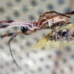 Australian Golden Orb Weaver Spider (Trichonephila edulis)