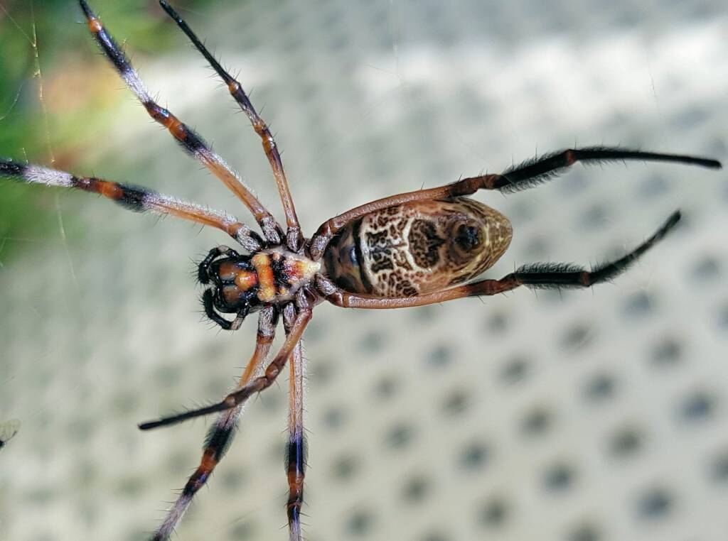 Australian Golden Orb Weaver Spider (Trichonephila edulis)