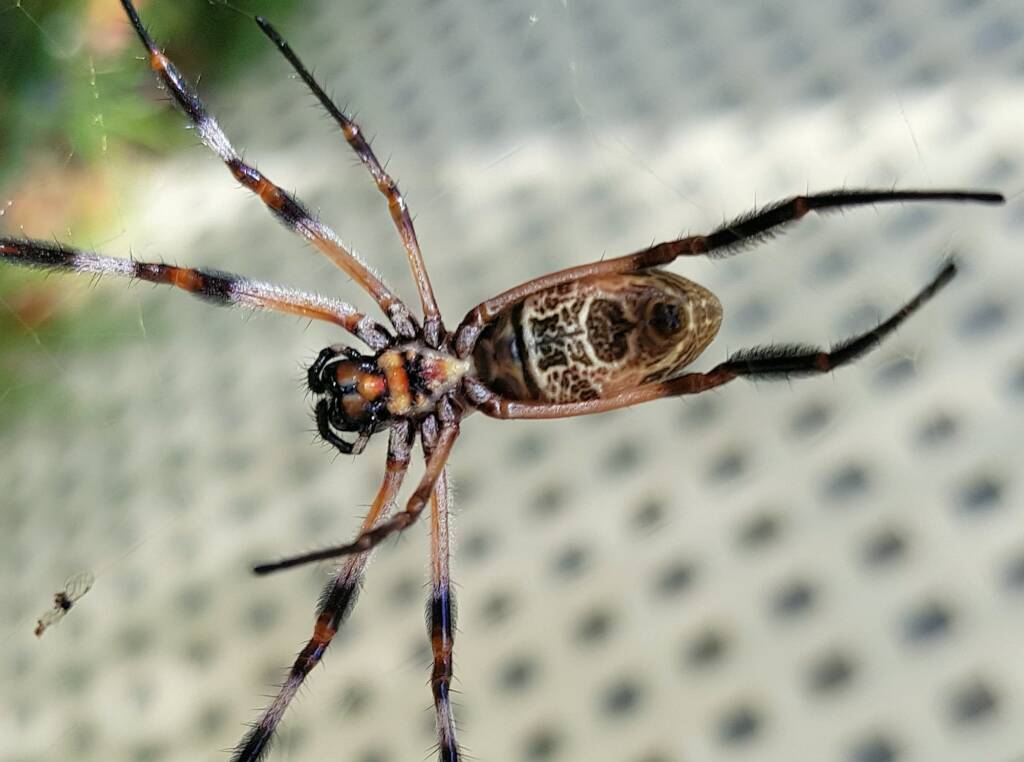 Australian Golden Orb Weaver Spider (Trichonephila edulis)