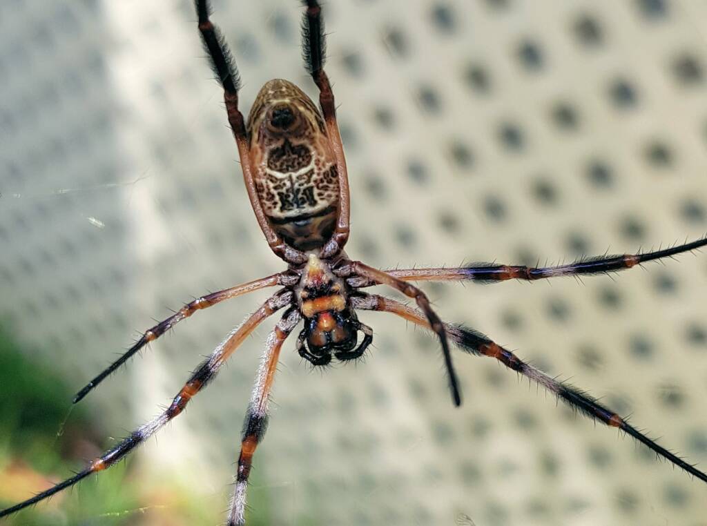 Australian Golden Orb Weaver Spider (Trichonephila edulis)