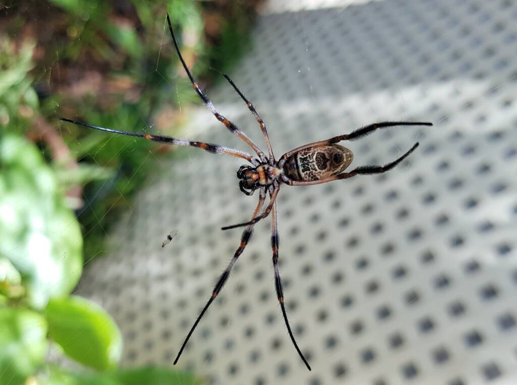 Australian Golden Orb Weaver Spider (Trichonephila edulis)