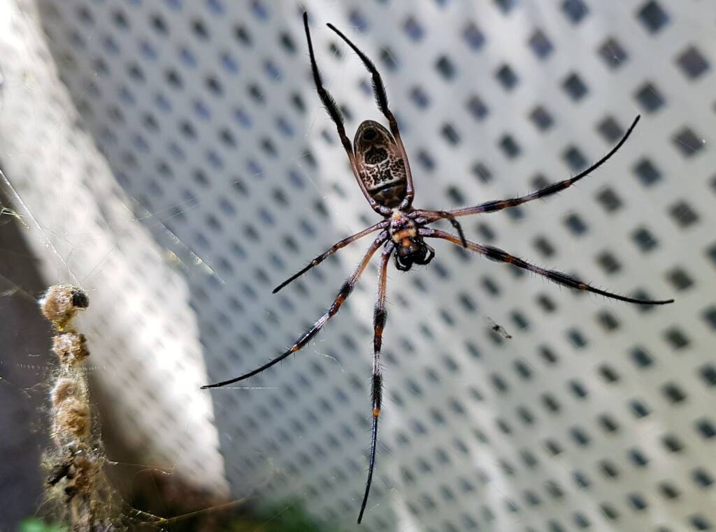 Australian Golden Orb Weaver Spider (Trichonephila edulis)