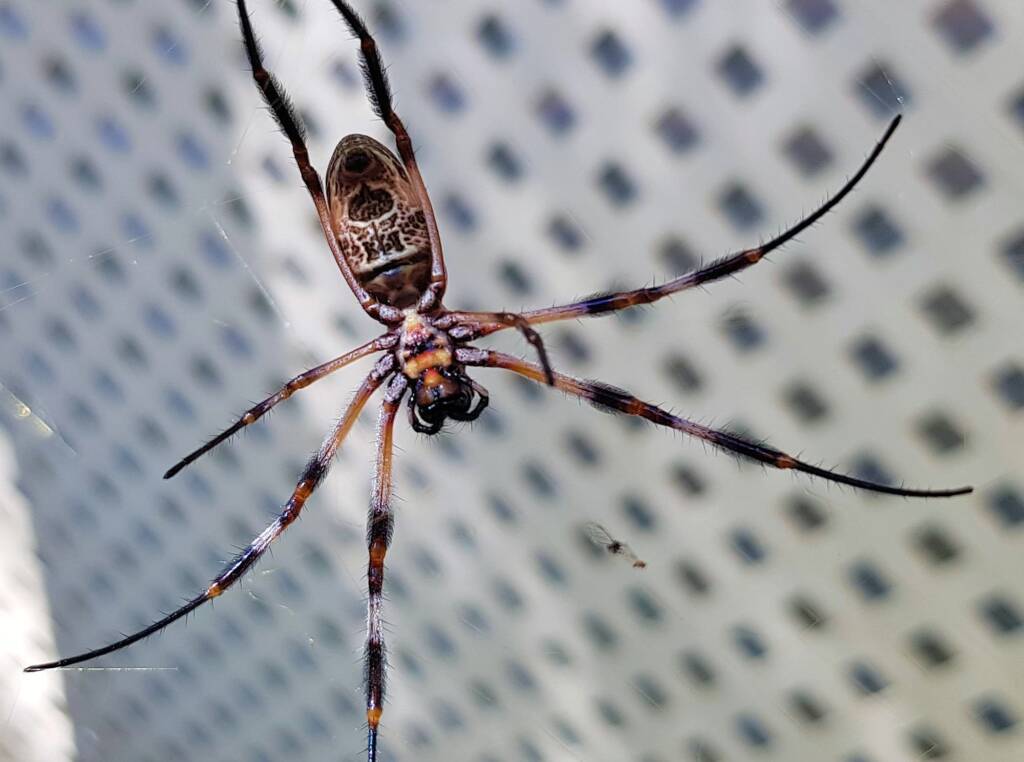 Australian Golden Orb Weaver Spider (Trichonephila edulis)