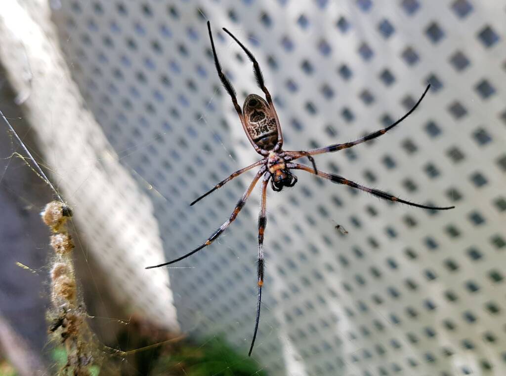 Australian Golden Orb Weaver Spider (Trichonephila edulis)