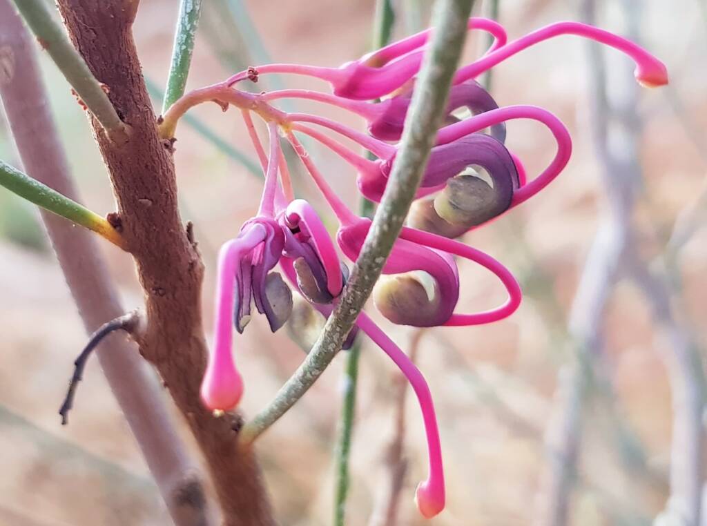 Walukara (Hakea rhombales)