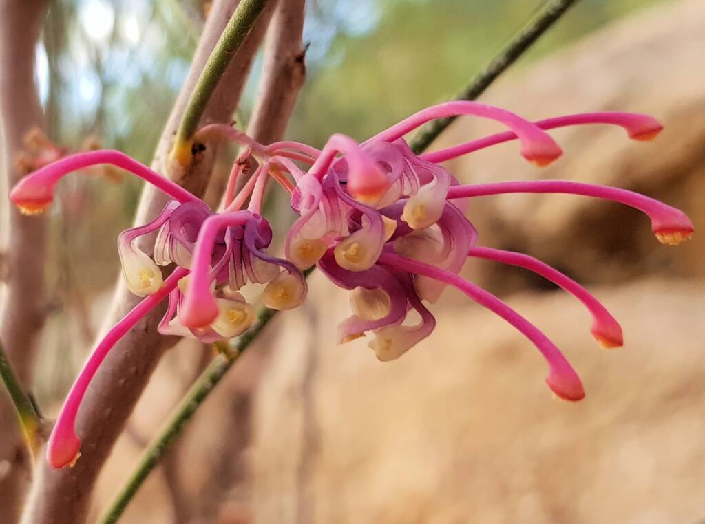 Walukara (Hakea rhombales)