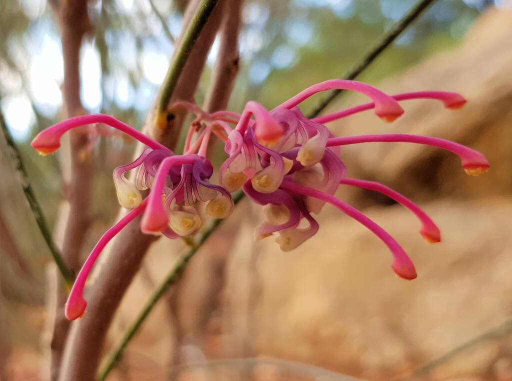 Walukara (Hakea rhombales)
