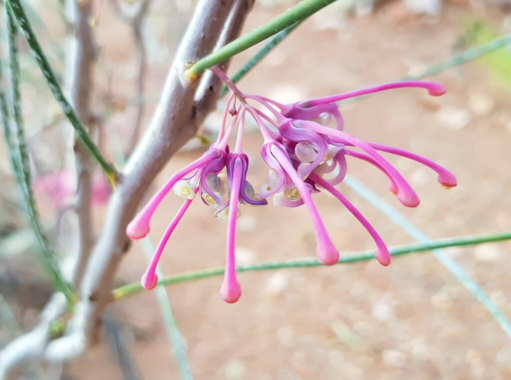 Walukara (Hakea rhombales)