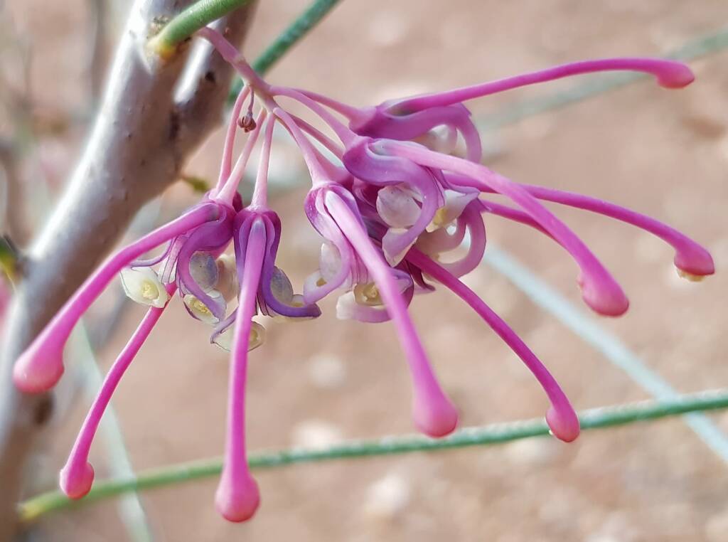 Walukara (Hakea rhombales)