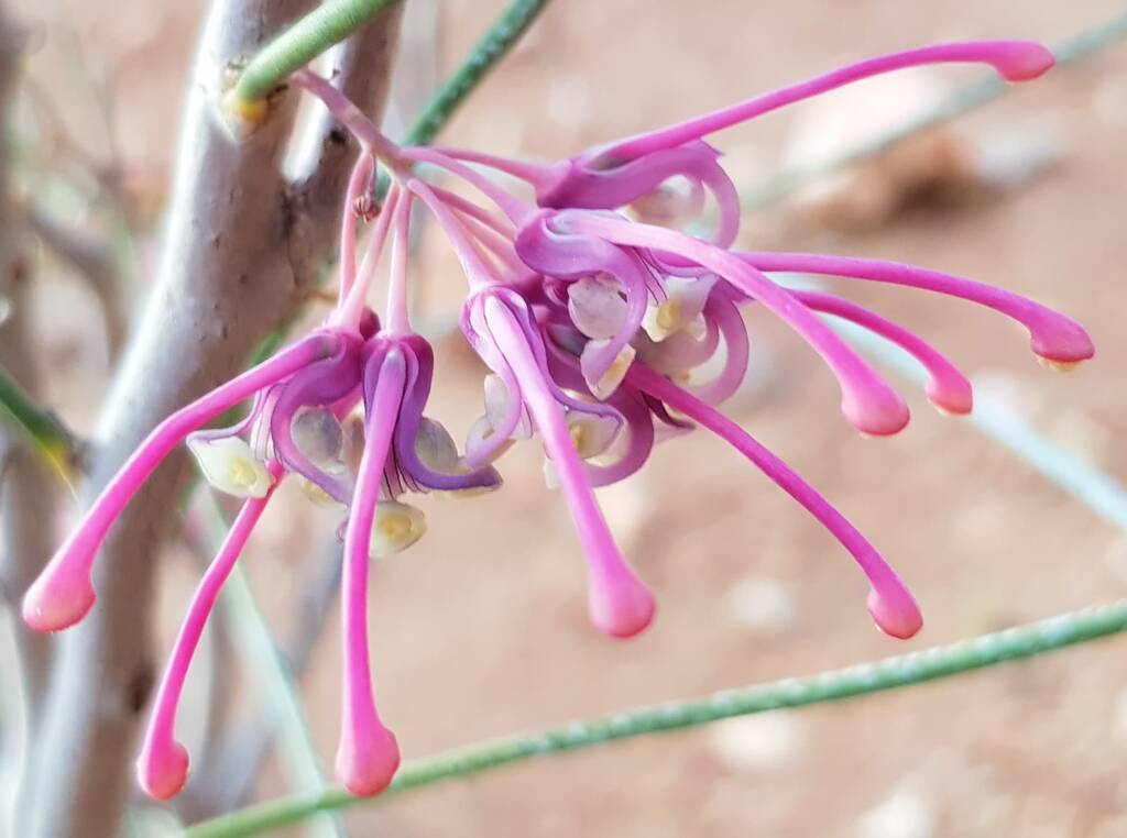 Walukara (Hakea rhombales)