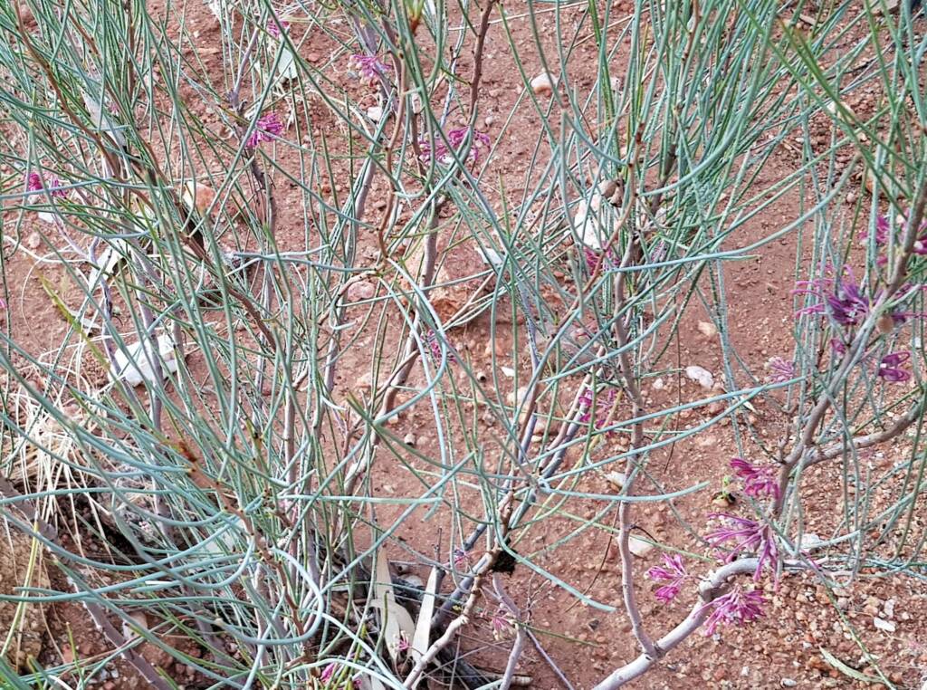 Walukara (Hakea rhombales)