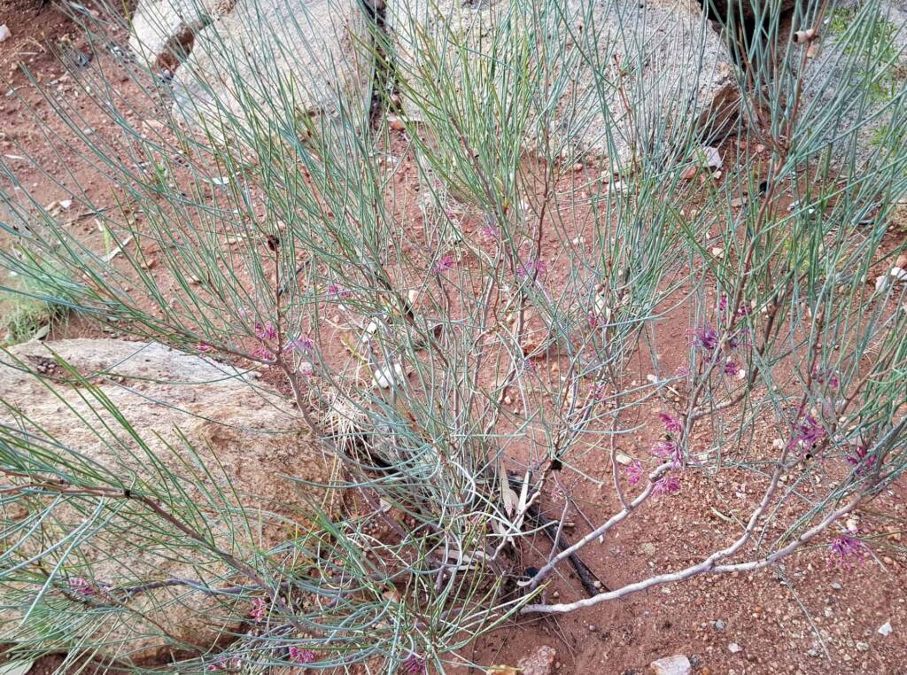 Walukara (Hakea rhombales)