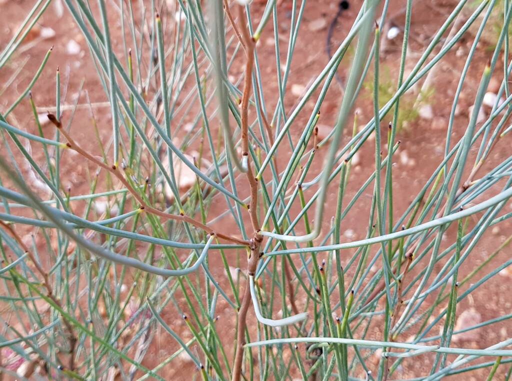 Walukara (Hakea rhombales)