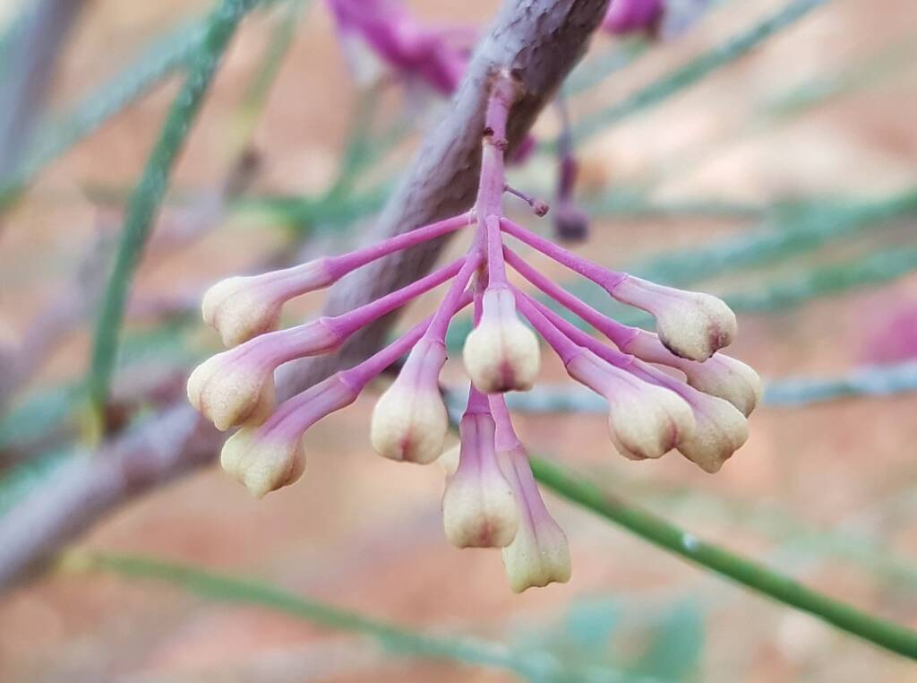 Walukara (Hakea rhombales)
