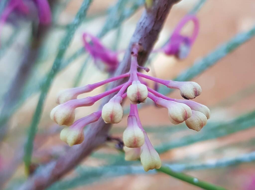Walukara (Hakea rhombales)