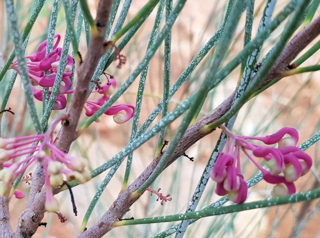Walukara (Hakea rhombales)