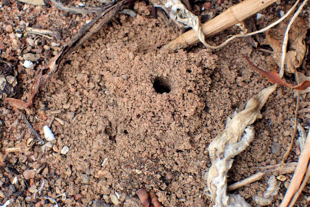 Leioproctus plumosus nest © Gary Taylor