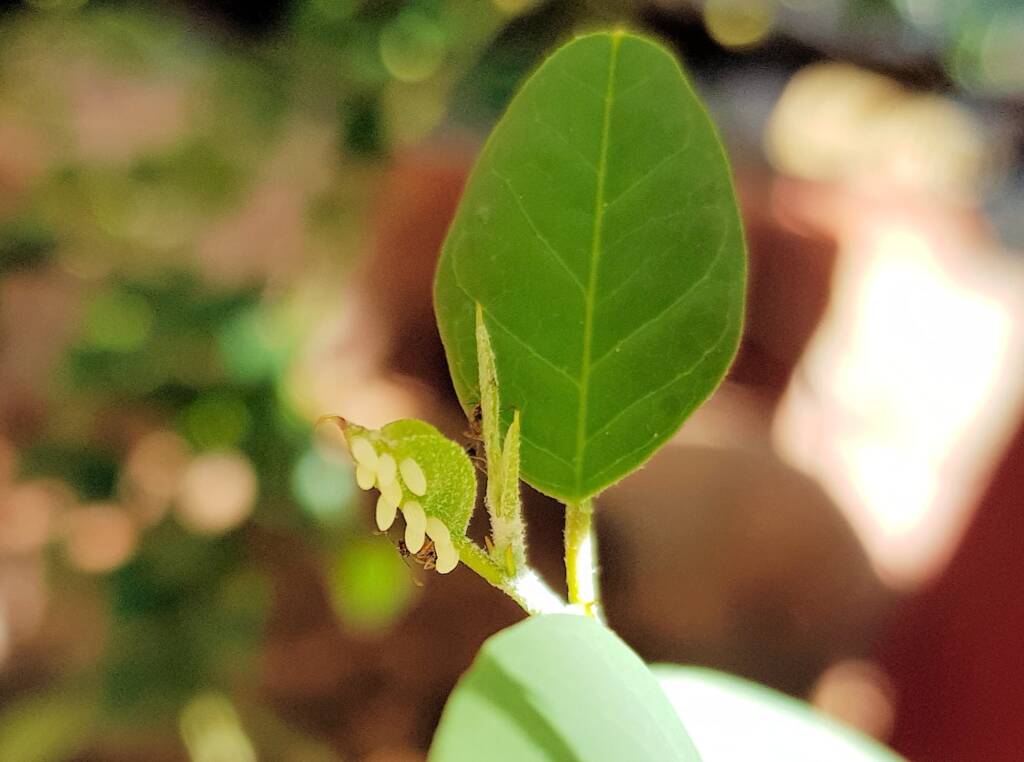 Ants surveying the eggs of Caper White Butterfly (Belenois java teutonia), Alice Springs, NT
