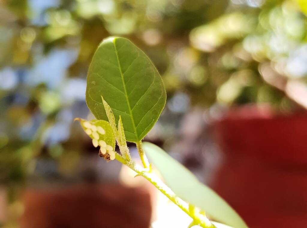 Ant preying on eggs of the Caper White Butterfly